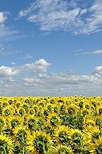 Sunflower Field in France: Blank Notebook for Journaling and Writing