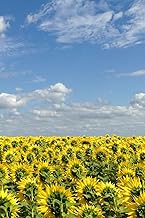 Sunflower Field in France: Blank Notebook for Journaling and Writing