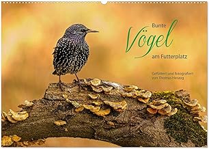 Bunte Vögel am Futterplatz (Wandkalender 2025 DIN A2 quer), CALVENDO Monatskalender: Singvögel an der Futterstelle