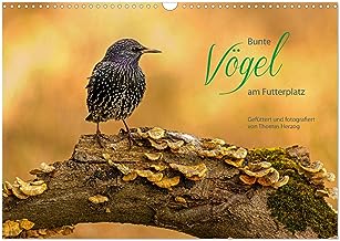 Bunte Vögel am Futterplatz (Wandkalender 2024 DIN A3 quer), CALVENDO Monatskalender: Singvögel an der Futterstelle