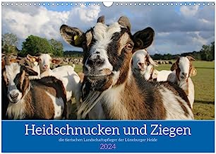 Heidschnucken und Ziegen die tierischen Landschaftspfleger der Lüneburger Heide (Wandkalender 2024 DIN A3 quer), CALVENDO Monatskalender: ... in der wunderschönen Lüneburger Heide